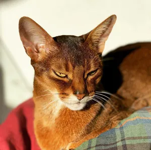 Beautiful Abyssinian Cat Lounging On A Cozy Blanket Wallpaper