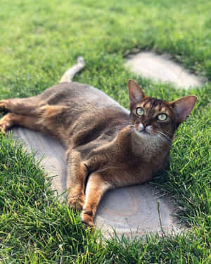 Beautiful Abyssinian Cat Lounging On The Couch Wallpaper