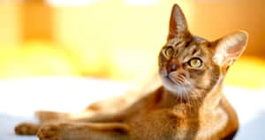 Beautiful Abyssinian Cat Relaxing In A Natural Environment Wallpaper