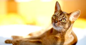 Beautiful Abyssinian Cat Relaxing In A Natural Environment Wallpaper
