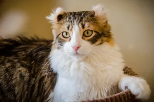Beautiful American Curl Cat Relaxing On A Bed Wallpaper