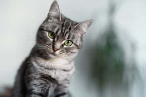 Beautiful American Shorthair Cat Lounging On A Couch Wallpaper