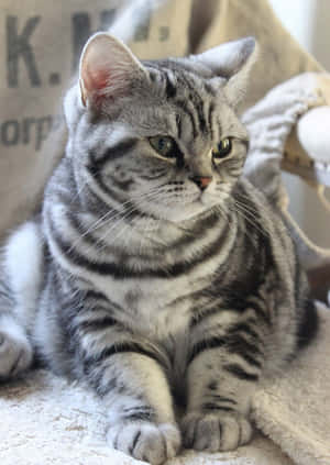 Beautiful American Shorthair Cat Lounging On A Cozy Couch Wallpaper