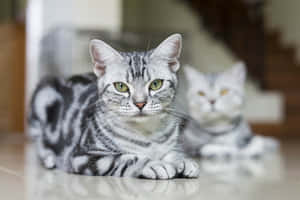 Beautiful American Shorthair Cat Lounging On The Floor Wallpaper