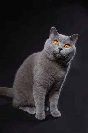 Beautiful American Shorthair Cat Relaxing On The Floor Wallpaper