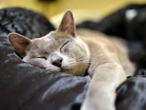 Beautiful And Elegant Burmese Cat Lounging In Sunlight Wallpaper