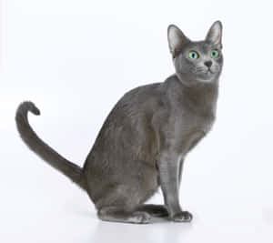 Beautiful And Elegant Korat Cat Wallpaper