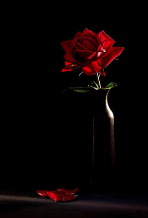 Beautiful And Unique Black Rose Wallpaper