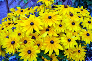 Beautiful And Vibrant Yellow Coneflowers In Full Bloom Wallpaper