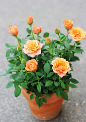 Beautiful Assortment Of Colorful Miniature Roses Wallpaper