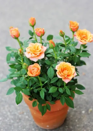 Beautiful Assortment Of Colorful Miniature Roses Wallpaper