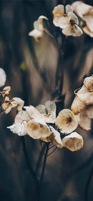 Beautiful Assortment Of Dried Flowers Wallpaper