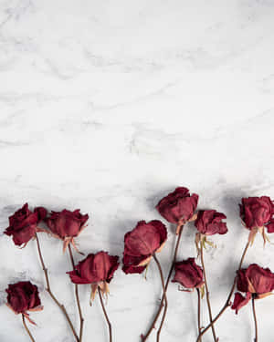 Beautiful Assortment Of Dried Flowers Wallpaper