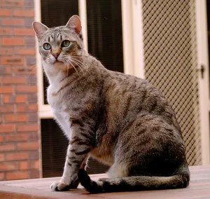 Beautiful Australian Mist Cat Lounging On A Couch Wallpaper