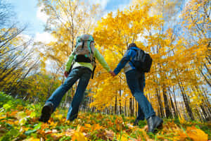 Beautiful Autumn Scenery During A Fall Hike Wallpaper