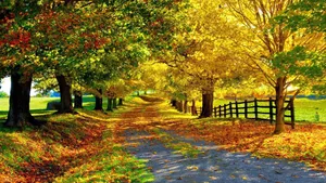 Beautiful Autumn Yellow Leaves Wallpaper