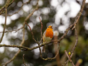 Beautiful Birds Chirping Amidst Lush Green Foliage Wallpaper