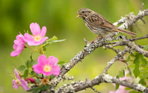 Beautiful Birds Chirping In A Lush Green Surrounding Wallpaper