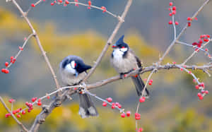 Beautiful Birds Perched On Blooming Spring Branch Wallpaper