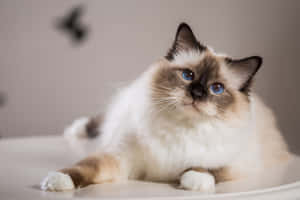 Beautiful Birman Cat Lounging At Home Wallpaper