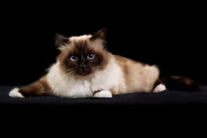 Beautiful Birman Cat Relaxing On A Window Sill Wallpaper