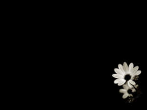 Beautiful Black And White 1024 X 768 Wallpaper Wallpaper