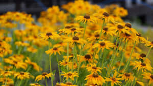 Beautiful Black Eyed Susan Flower Wallpaper