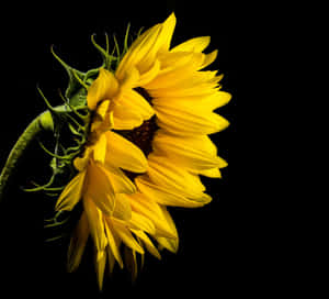 Beautiful Black Sunflower Against Blue Sky Wallpaper