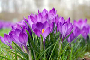 Beautiful Blooming Flowers In A Vibrant Garden Wallpaper