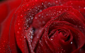 Beautiful Blooming Red Rose With Delicate Petals Wallpaper