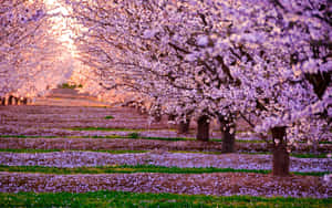 Beautiful Blooming Trees In A Park Wallpaper