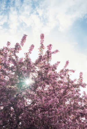 Beautiful Blooming Trees In Spring Wallpaper