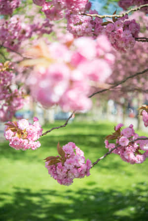 Beautiful Blooming Trees In Spring Wallpaper