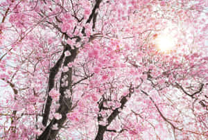 Beautiful Blooming Trees In Spring Wallpaper