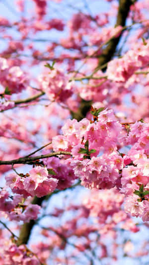 Beautiful Blooming Trees In Spring Wallpaper