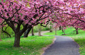 Beautiful Blooming Trees In Spring Wallpaper