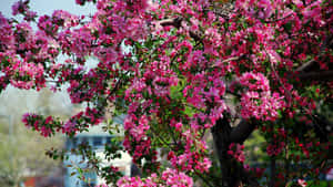 Beautiful Blooming Trees In Spring Wallpaper