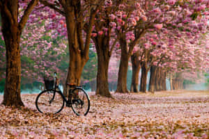 Beautiful Blooming Trees Landscape Wallpaper