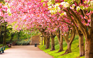 Beautiful Blooming Trees Landscape During Spring Season Wallpaper