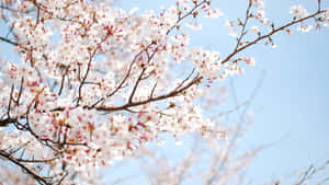 Beautiful Blooming Trees On A Sunny Day With Vibrant Pink Blossoms Wallpaper