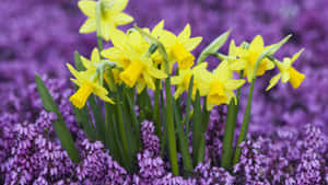 Beautiful Blooming Yellow Daffodils Wallpaper