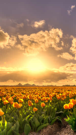 Beautiful Blooming Yellow Tulips Wallpaper