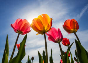 Beautiful Blooming Yellow Tulips Wallpaper