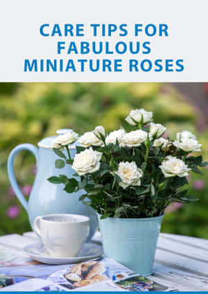 Beautiful Blooms Of Miniature Roses In A Garden Wallpaper