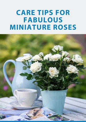 Beautiful Blooms Of Miniature Roses In A Garden Wallpaper