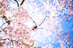 Beautiful Blooms Of Sakura, Japan's Most Beloved Flower Wallpaper