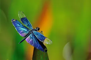 Beautiful Blue Demoiselle Dragonfly Wallpaper