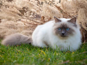 Beautiful Blue-eyed Birman Cat Relaxing On The Floor Wallpaper