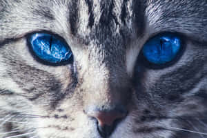 Beautiful Blue-eyed Ojos Azules Cat Sitting Gracefully Wallpaper