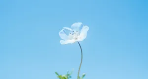 Beautiful Blue Flower On A Desktop Wallpaper